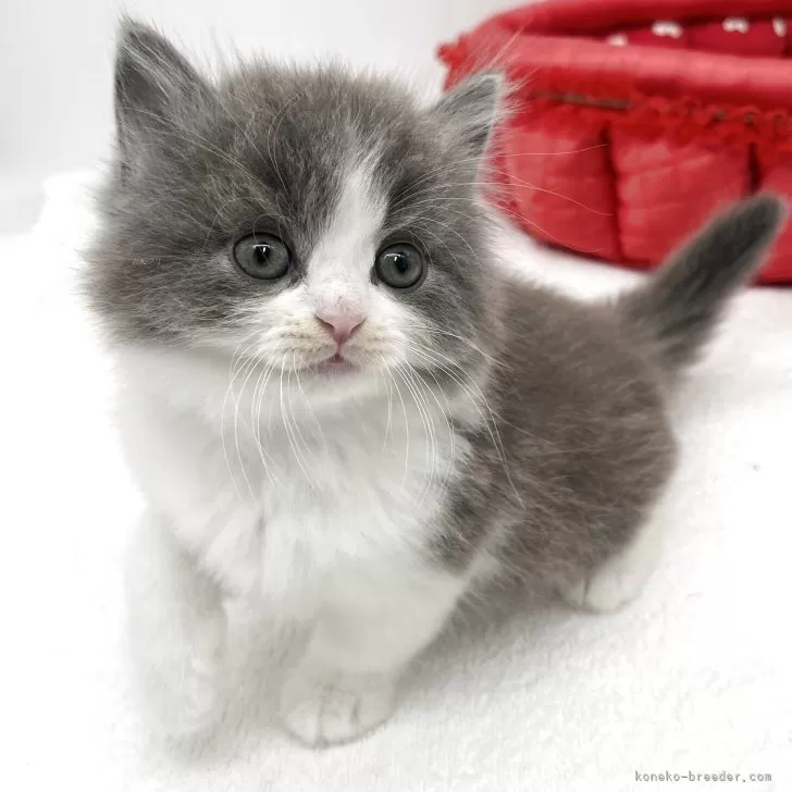 ID：2506-01078の子猫