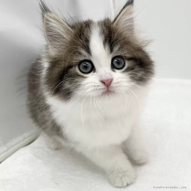 ID：2501-02292の子猫