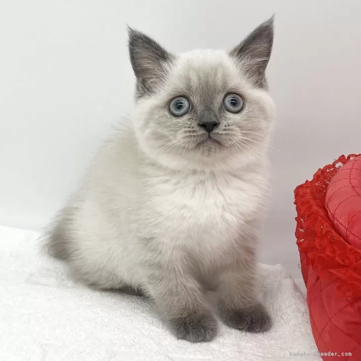 ID:2505-00651の子猫