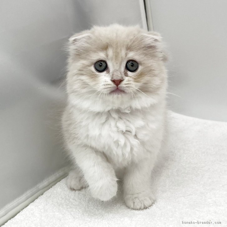 ブリーダー画像