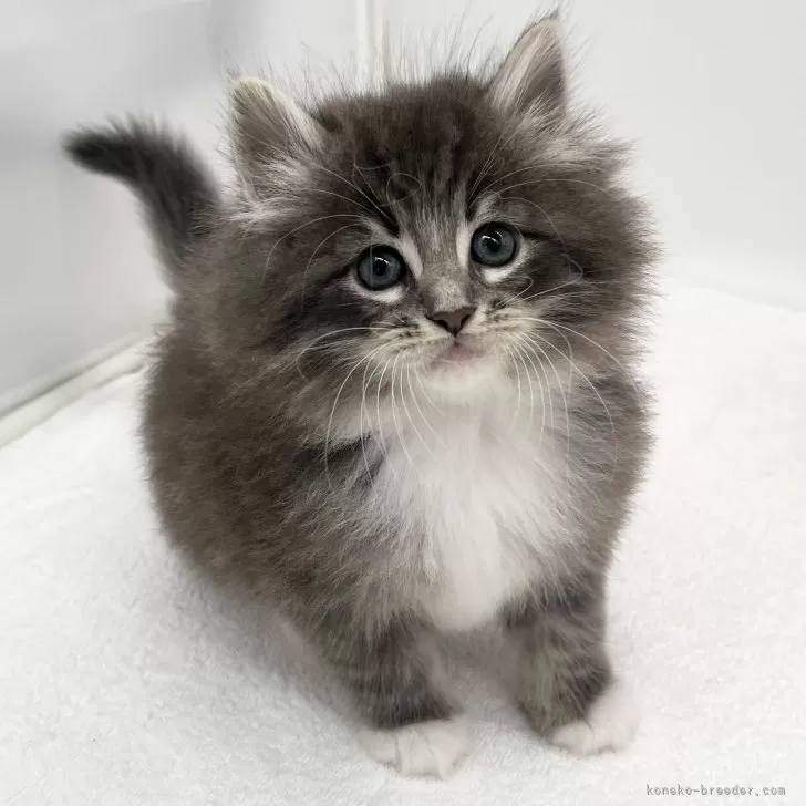 ID：2504-01171の子猫