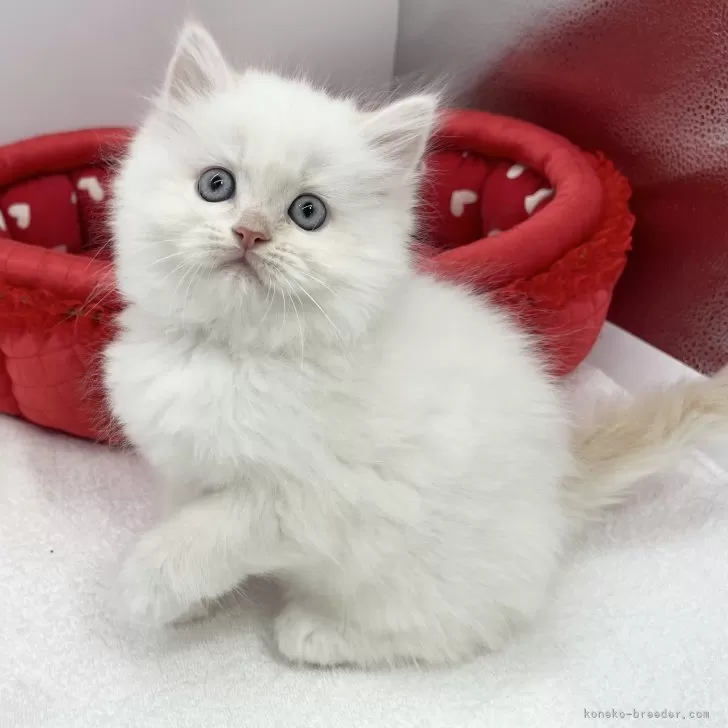 ID:2503-01672の子猫