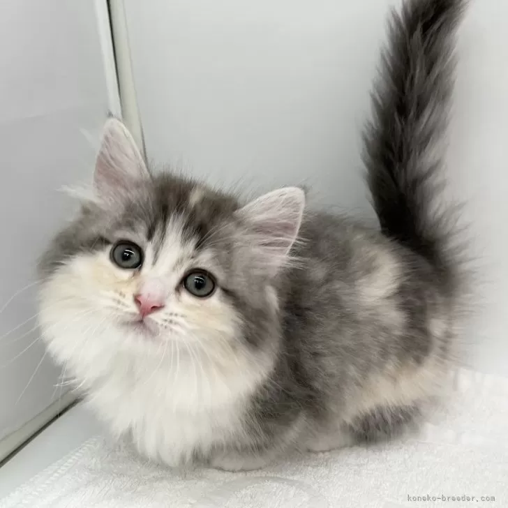 ID:2503-00948の子猫