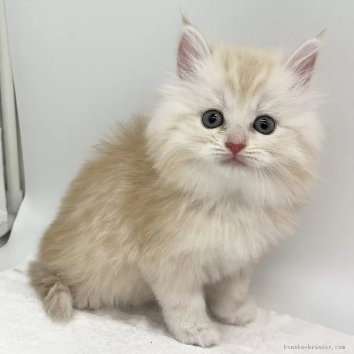 ID：2504-02327の子猫