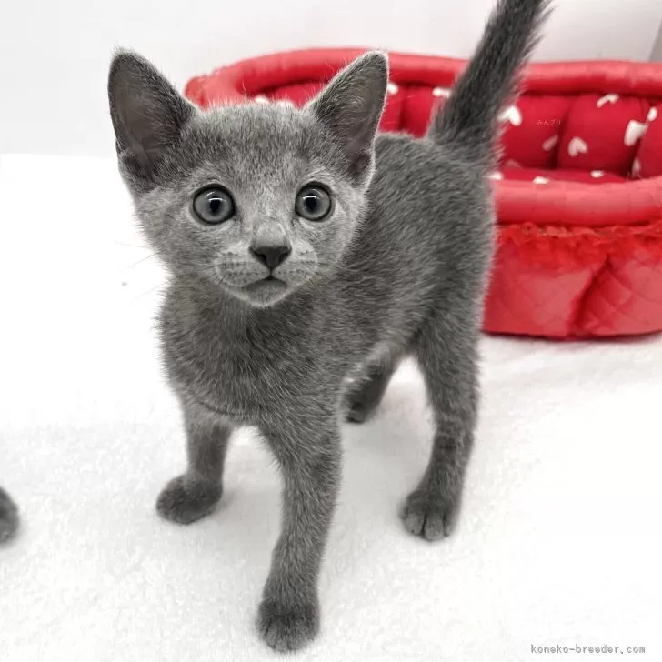 ID:2507-02634の子猫