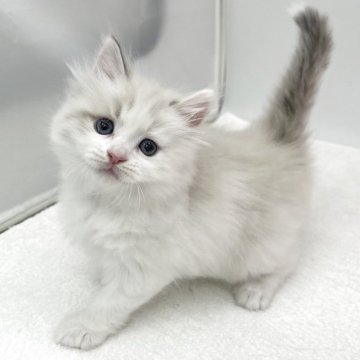 マンチカン(長足)【愛知県・女の子・2025年10月1日・トーティーリンクスポイント&ホワイト（ロングヘアー）】の写真「可愛らしいお顔の女の子💞」