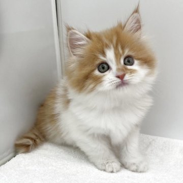 ラガマフィン【愛知県・女の子・2025年10月8日・レッドタビー&ホワイト】の写真「レッドカラーの女の子❤️」