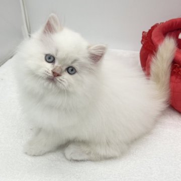 ラガマフィン【愛知県・男の子・2025年9月4日・クリームポイント&ホワイト】の写真「もっふもふの男の子🧸」