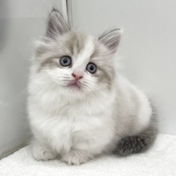 マンチカン(短足)【愛知県・男の子・2025年10月1日・シールリンクスポイント&ホワイト（ロングヘアー）】の写真「大人気の短足ちゃん💟」