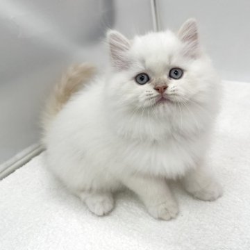 ラガマフィン【愛知県・女の子・2025年9月4日・クリームポイント&ホワイト】の写真「甘えっ子さんな女の子🍒」