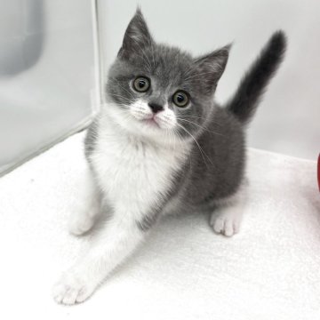 ブリティッシュショートヘア【愛知県・男の子・2025年9月24日・ブルー&ホワイト】の写真「可愛い丸顔の男の子🩵」