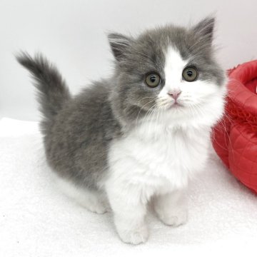 ブリティッシュロングヘア【愛知県・女の子・2025年9月18日・ブルー&ホワイト】の写真「可愛らしい女の子💞」