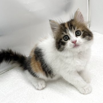 スコティッシュフォールド(立ち耳)【愛知県・女の子・2025年10月15日・ブラウンパッチドタビー&ホワイト（ロングヘアー）】の写真「大きなおめめの美人さん🌟」