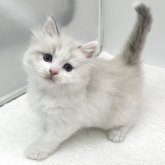 マンチカン(長足)