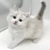 マンチカン(長足)