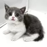ブリティッシュショートヘア
