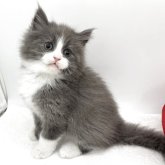 マンチカン(長足)