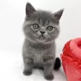 エキゾチックショートヘア