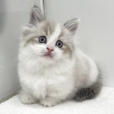 マンチカン(短足)