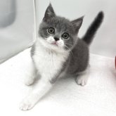 ブリティッシュショートヘア