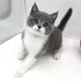 ブリティッシュショートヘア