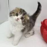 スコティッシュフォールド(折れ耳)