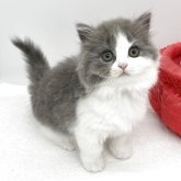 ブリティッシュロングヘア