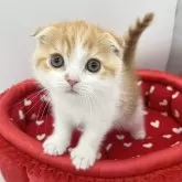 スコティッシュフォールド(折れ耳)