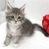 ノルウェージャンフォレストキャット