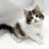 スコティッシュフォールド(立ち耳)