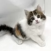 スコティッシュフォールド(立ち耳)