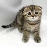 スコティッシュフォールド(折れ耳)