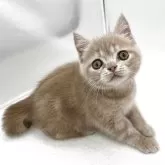 エキゾチックショートヘア