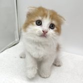 スコティッシュフォールド(折れ耳)