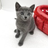 ロシアンブルー