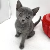 ロシアンブルー