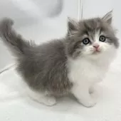 スコティッシュフォールド(立ち耳)【愛知県・男の子・2024年11月27日・ブルー&ホワイト】の写真2