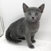 ロシアンブルー【愛知県・女の子・2025年10月30日・ブルー】の写真2