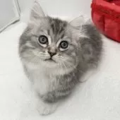 マンチカン(短足)【愛知県・男の子・2025年1月15日・ブルーシルバータビー&ホワイト】の写真3