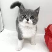 ブリティッシュショートヘア【愛知県・男の子・2025年9月24日・ブルー&ホワイト】の写真3