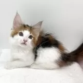 メインクーン【愛知県・女の子・2025年7月9日・ブラウンパッチドタビー&ホワイト】の写真3