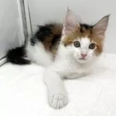 メインクーン【愛知県・女の子・2025年7月9日・ブラウンパッチドタビー&ホワイト】の写真4