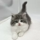 スコティッシュフォールド(立ち耳)【愛知県・男の子・2024年11月27日・ブルー&ホワイト】の写真5