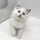 ラガマフィン【愛知県・男の子・2025年9月3日・シールポイント&ホワイト】の写真5