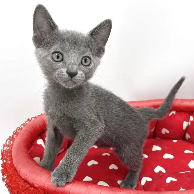 ロシアンブルー ロシアンブルーの子猫を探す（20ページ目）｜子猫ブリーダーナビ