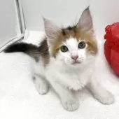 メインクーン【愛知県・女の子・2025年7月9日・ブラウンパッチドタビー&ホワイト】の写真8