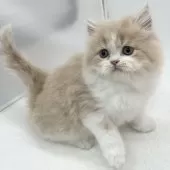 ミヌエット(長足)【愛知県・女の子・2025年12月31日・クリームタビー&ホワイト】の写真9