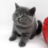 エキゾチックショートヘア【愛知県・女の子・2025年10月16日・ブルー】の写真9