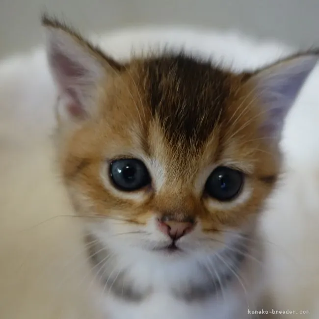 ID：2204-01088の子猫