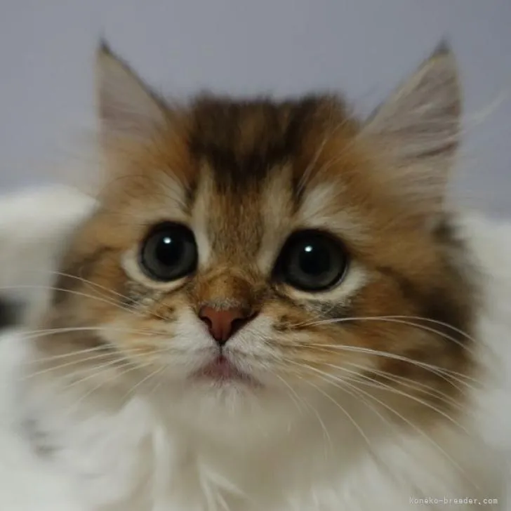 ID：2209-01343の子猫